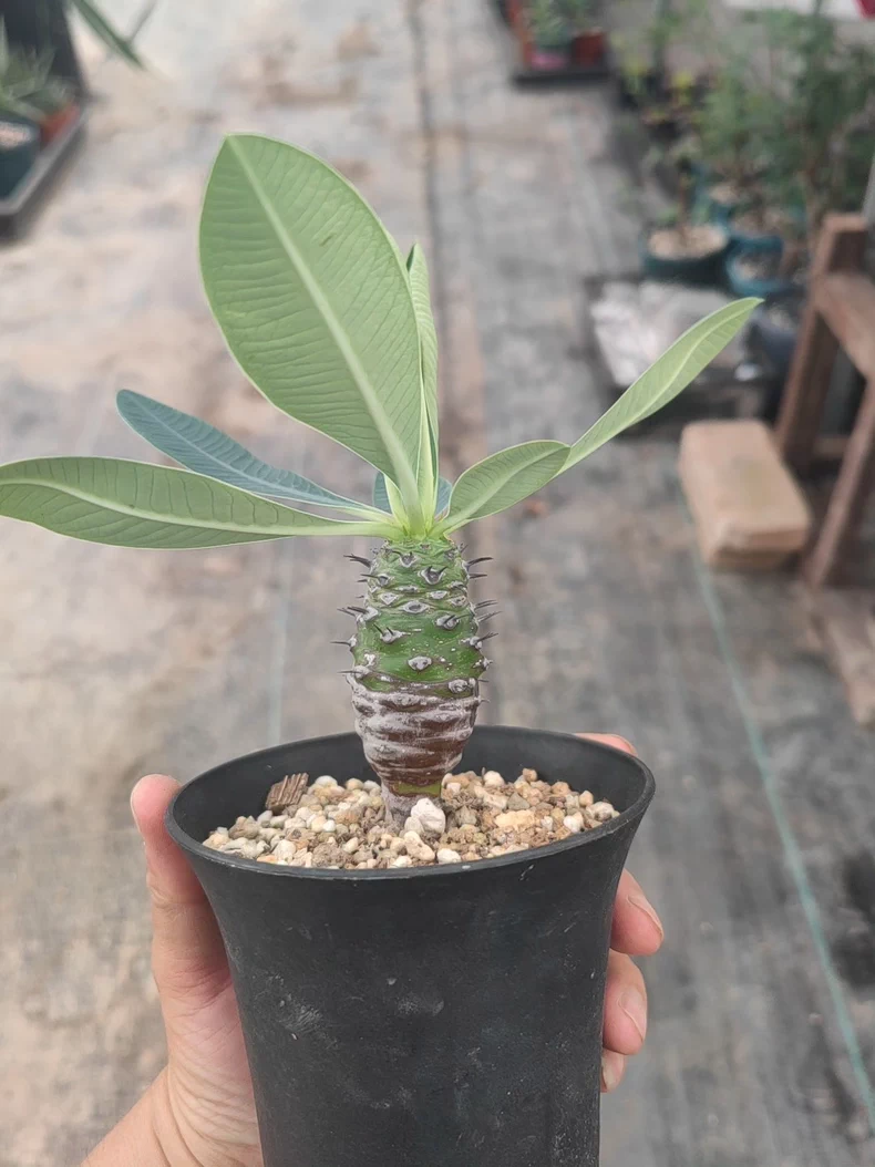 6-8cm 1PCS Cactus Live Plants Euphorbia Pachypodioides Beautiful Cactus Garden Cactus