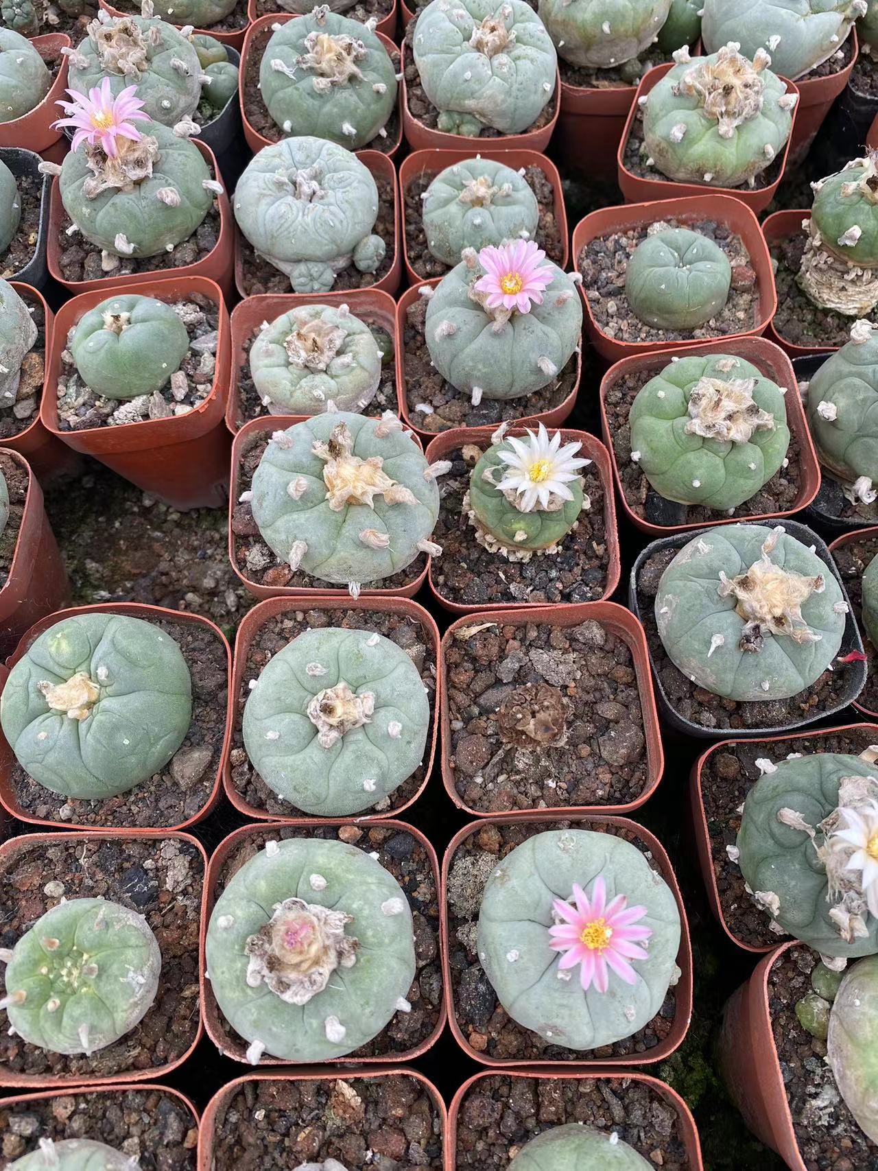 4-5cm 1PCS Cactus Live Plants Lophophora williamsii Beautiful Cactus Rare Garden Planting Cactus
