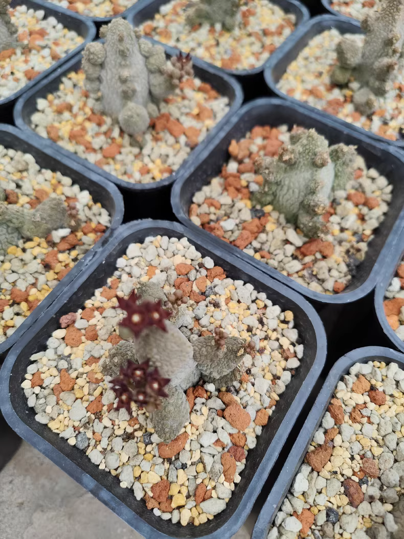 3-5CM 1PCS Cactus Live Plants Pseudolithos Caput-viperae Beautiful Rare Garden Planting