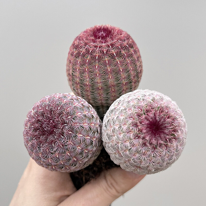 6cm 3PCS Cactus Live Plants Echinocereus Rigidissimus Rubispinus Beautiful Rare Garden Cactus