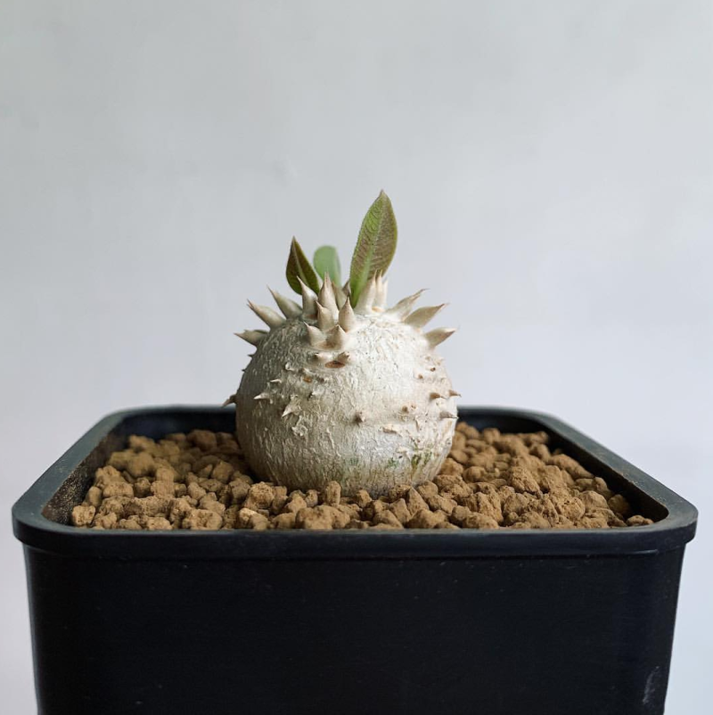 2cm 1PCS Seedling Cactus Live Plants Pachypodium Densiflorum X Brevicaule Beautiful Rare Garden