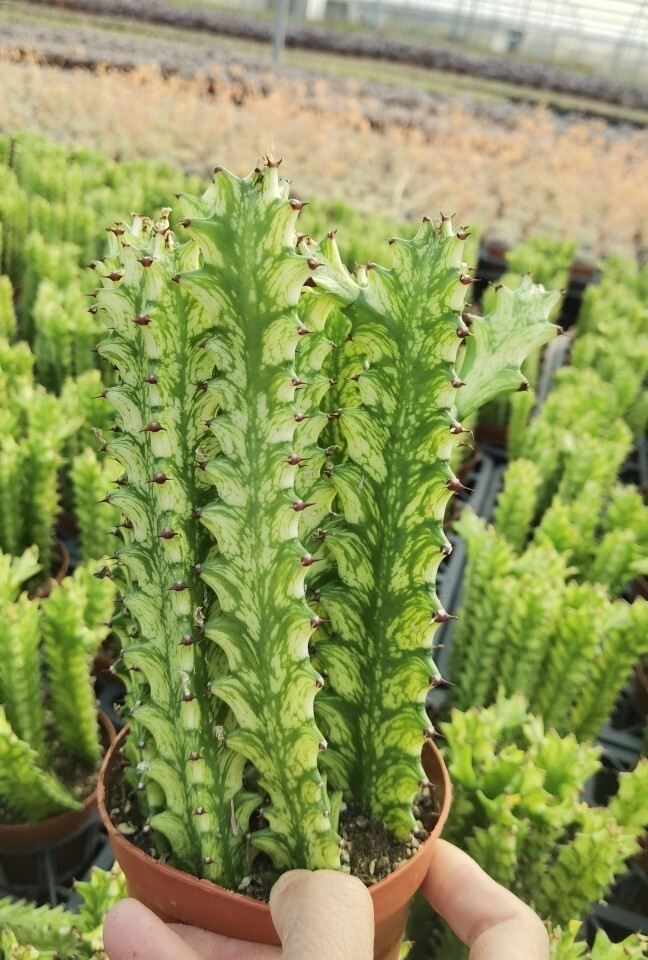 8cm Seedling Catus Live Plants Euphorbia Trigona Beautiful Cactus Garden Cactus