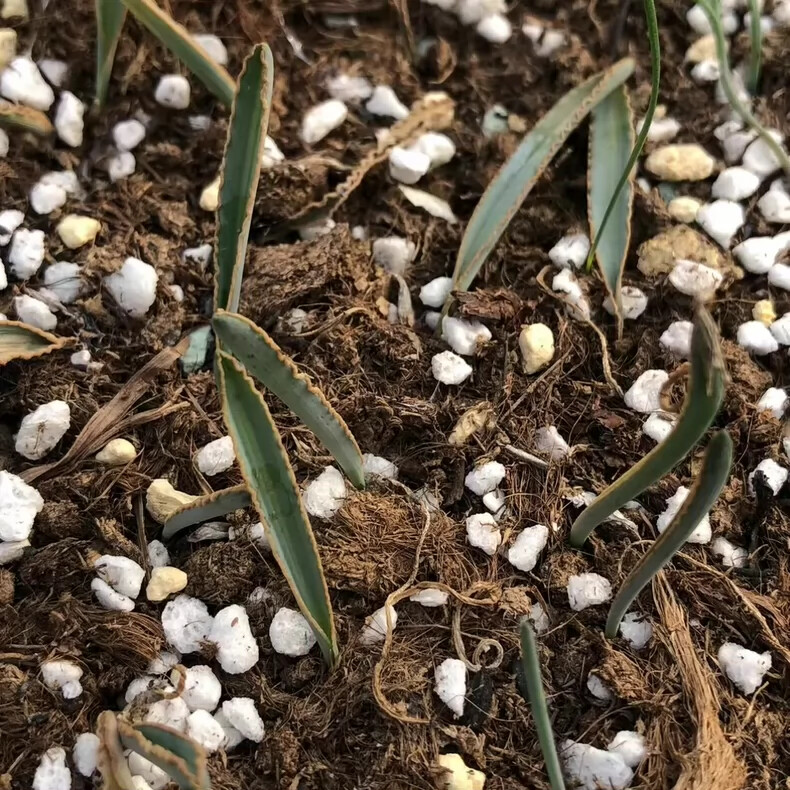 1-1.5cm 1PCS Seedling Cactus Live Plants Albuca dilucula Garden Rare Cactus Root Tuber Cactus