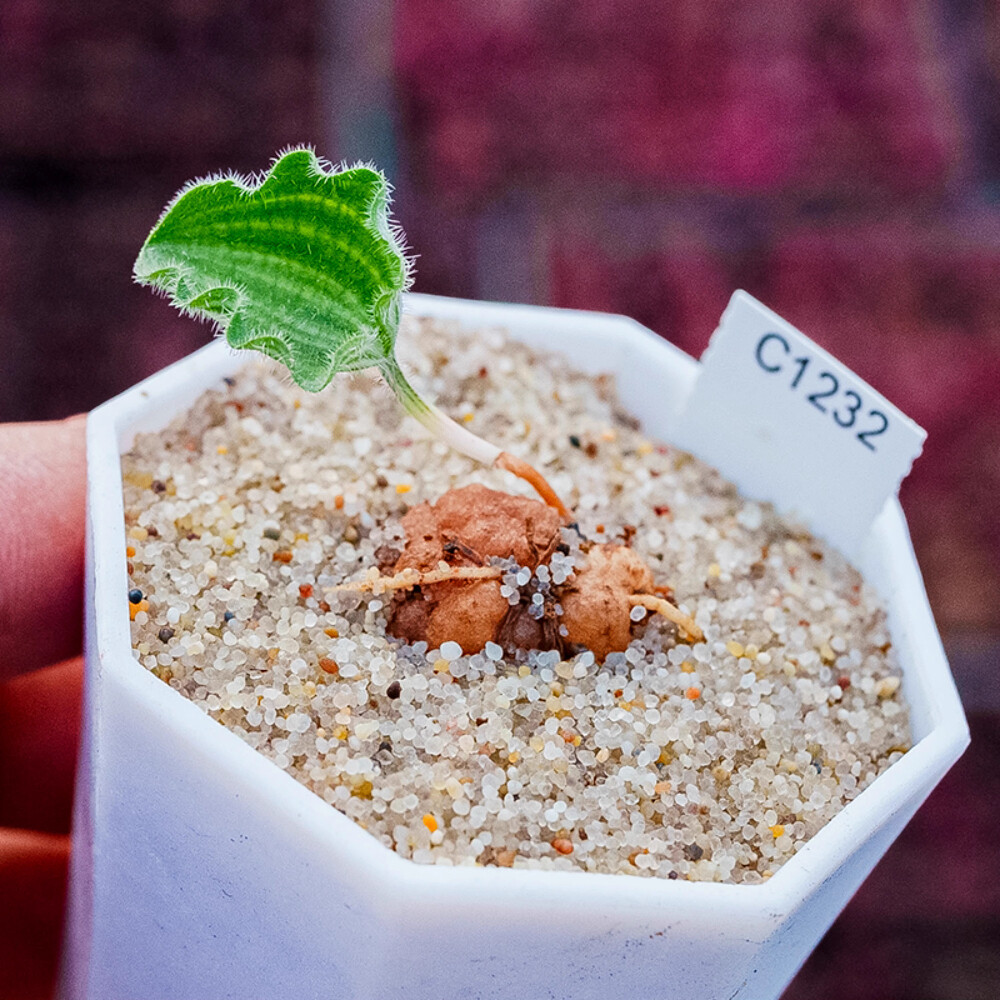 2cm 1PCS Seedling Cactus Live Plants Eriospermum Undulatum Garden Rare Root Tuber Cactus