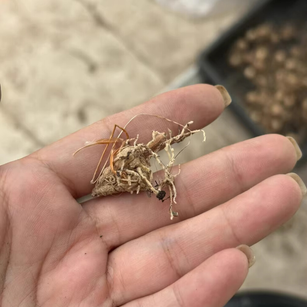 2cm 1PCS Seedling Cactus Live Plants Eriospermum Undulatum Garden Rare Root Tuber Cactus