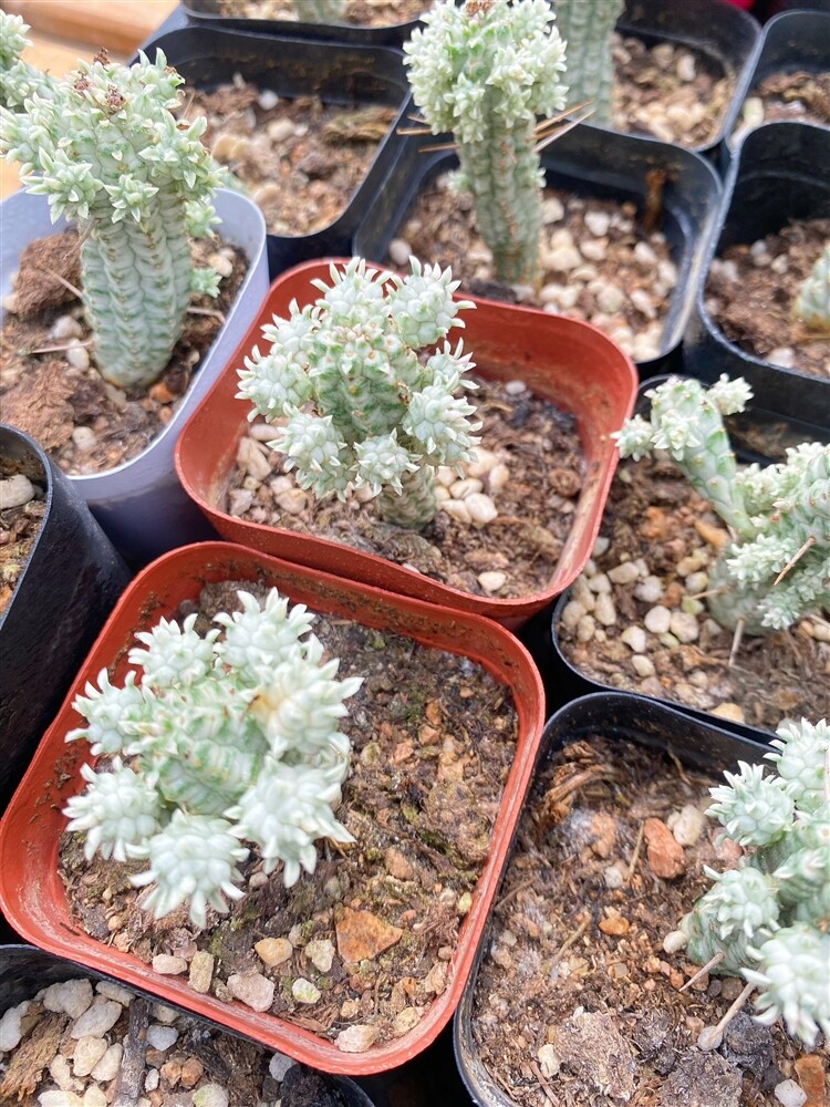 5cm Seedling Cactus Live Plants Euphorbia mammillaris Variegata Beautiful Cactus Garden Cactus