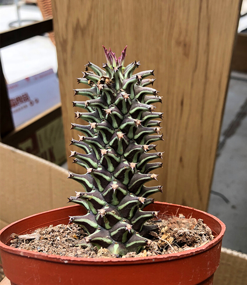 5cm 1PCS Cactus Live Plants Monadenium guentheri Live Plants Beautiful Living Cactus