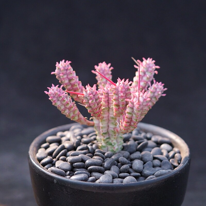 5cm Seedling Cactus Live Plants Euphorbia mammillaris Variegata Beautiful Cactus Garden Cactus