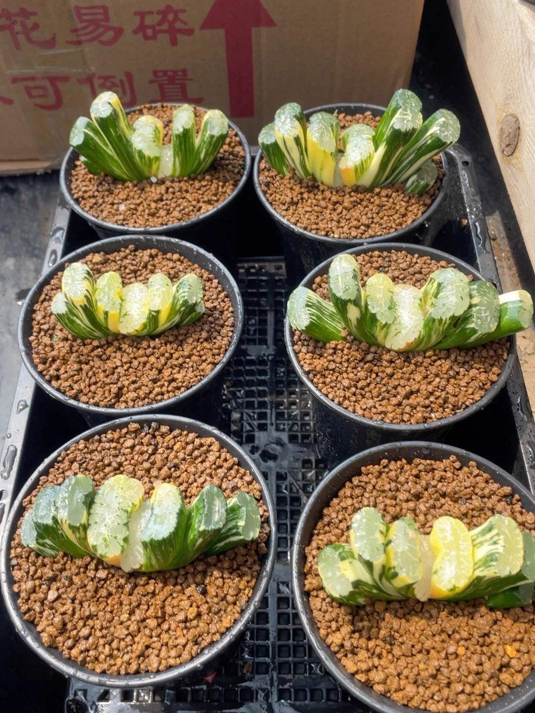Haworthia Plants