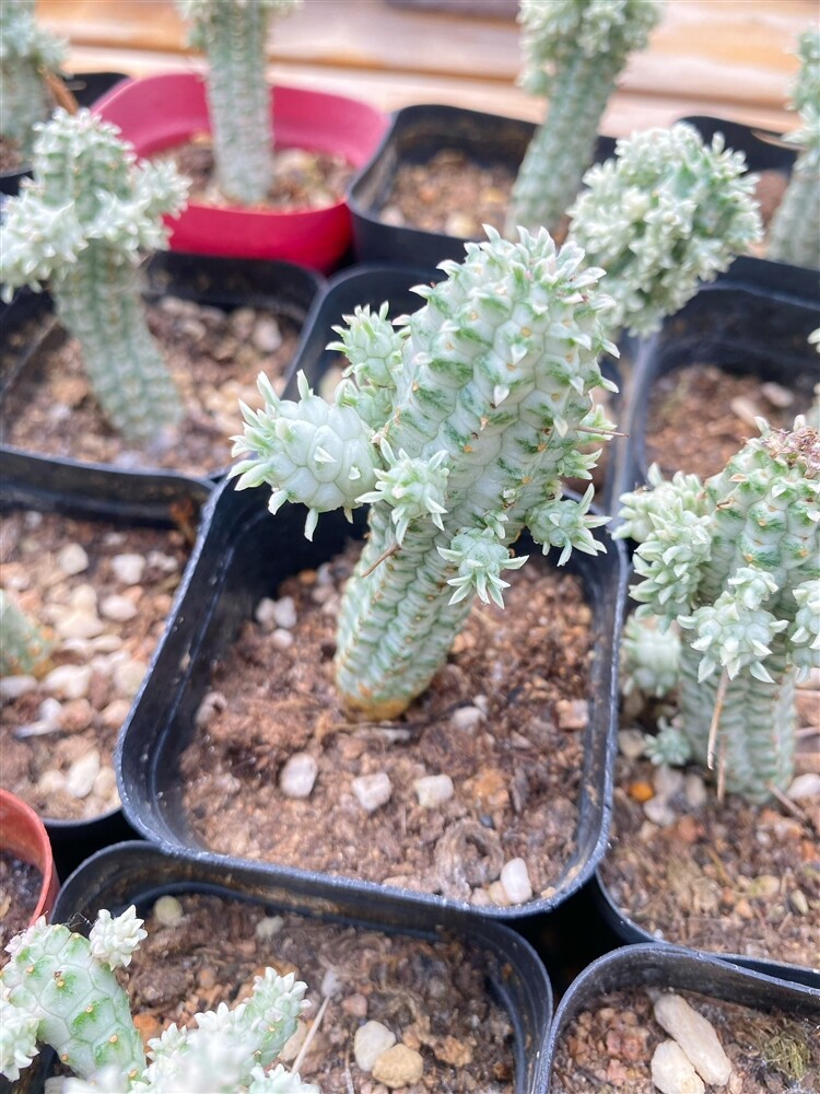 5cm Seedling Cactus Live Plants Euphorbia mammillaris Variegata Beautiful Cactus Garden Cactus