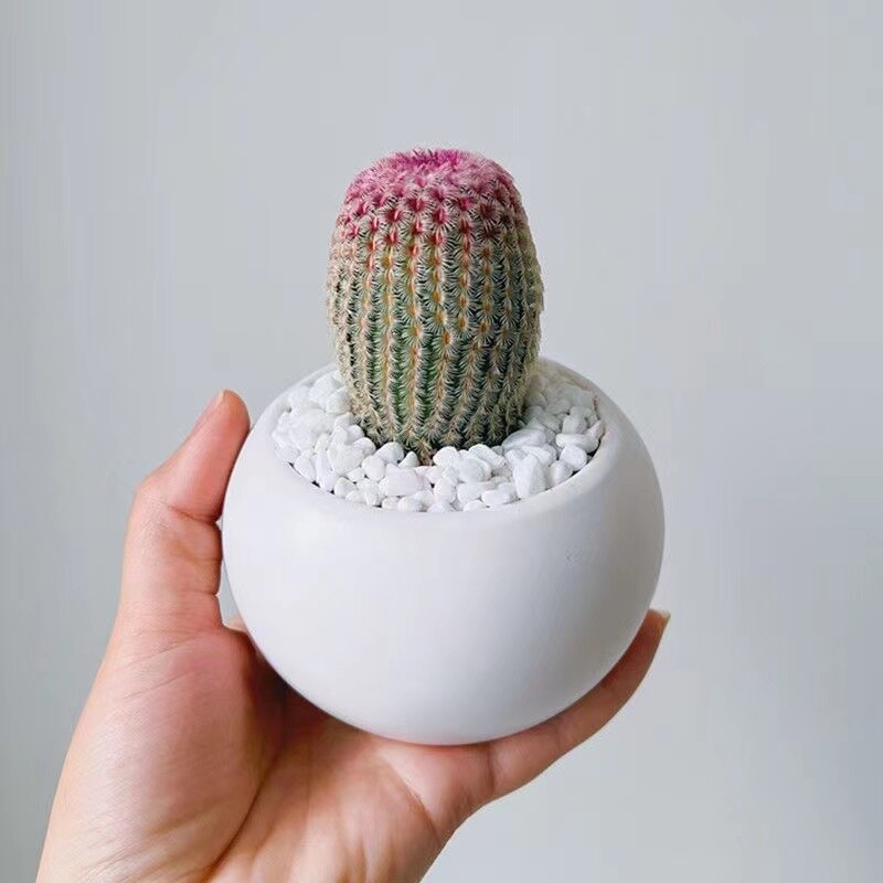 6cm 3PCS Cactus Live Plants Echinocereus Rigidissimus Rubispinus Beautiful Rare Garden Cactus