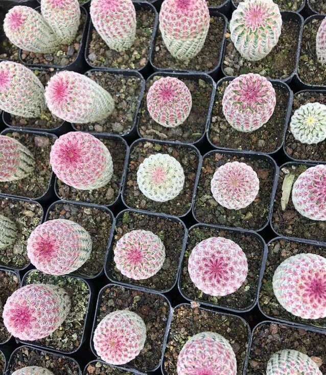 6cm 3PCS Cactus Live Plants Echinocereus Rigidissimus Rubispinus Beautiful Rare Garden Cactus
