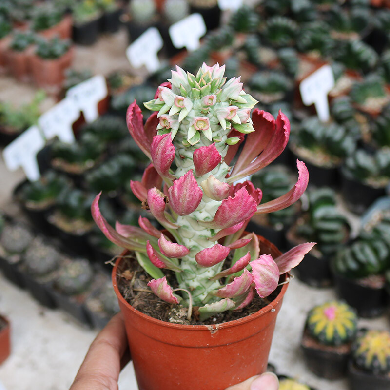 8cm Seedling Cactus Plants Monadenium ritchiei var.nyambense 'Var garden Beautiful Cactus