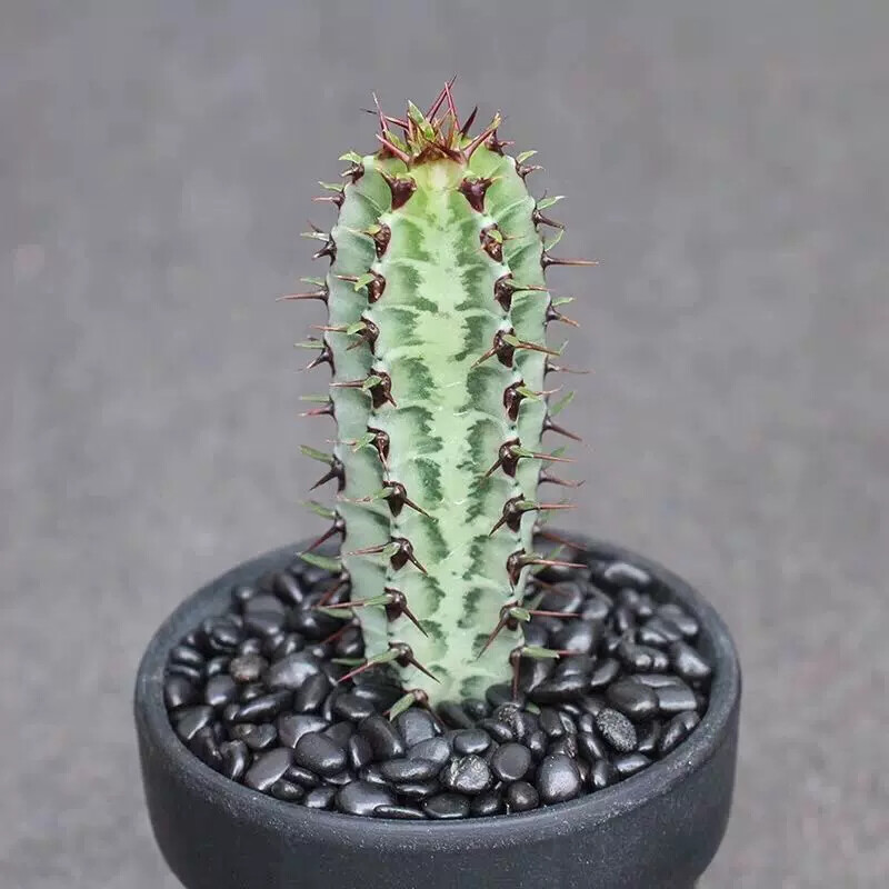 8cm Cactus Live Plants Euphorbia Horrida Garden Cactus Rare Beautiful Cactus