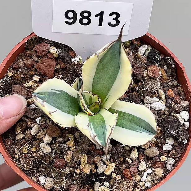5-7cm 1PCS Seedling Agave Titanota Snaggletooth Variegated Garden Rare Cactus Beautiful Cactus