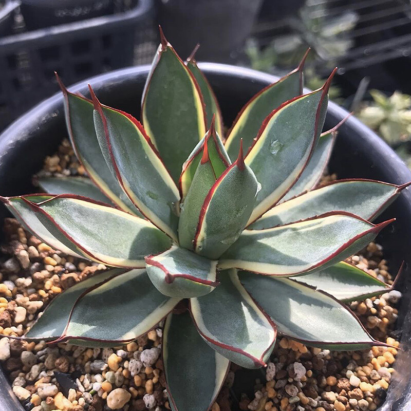 7cm 1PCS Seedling Cactus Live Plants Agave 'burntburgundy' Variegated Garden Beautiful Cactus