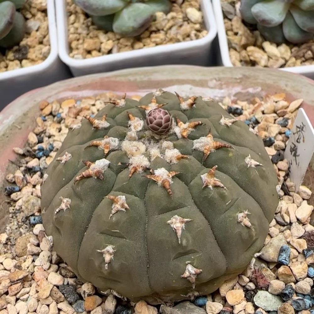6-7cm 1PCS Cactus Live Plants Gymnocalycium vatteri Beautiful Cactus Garden Cactus