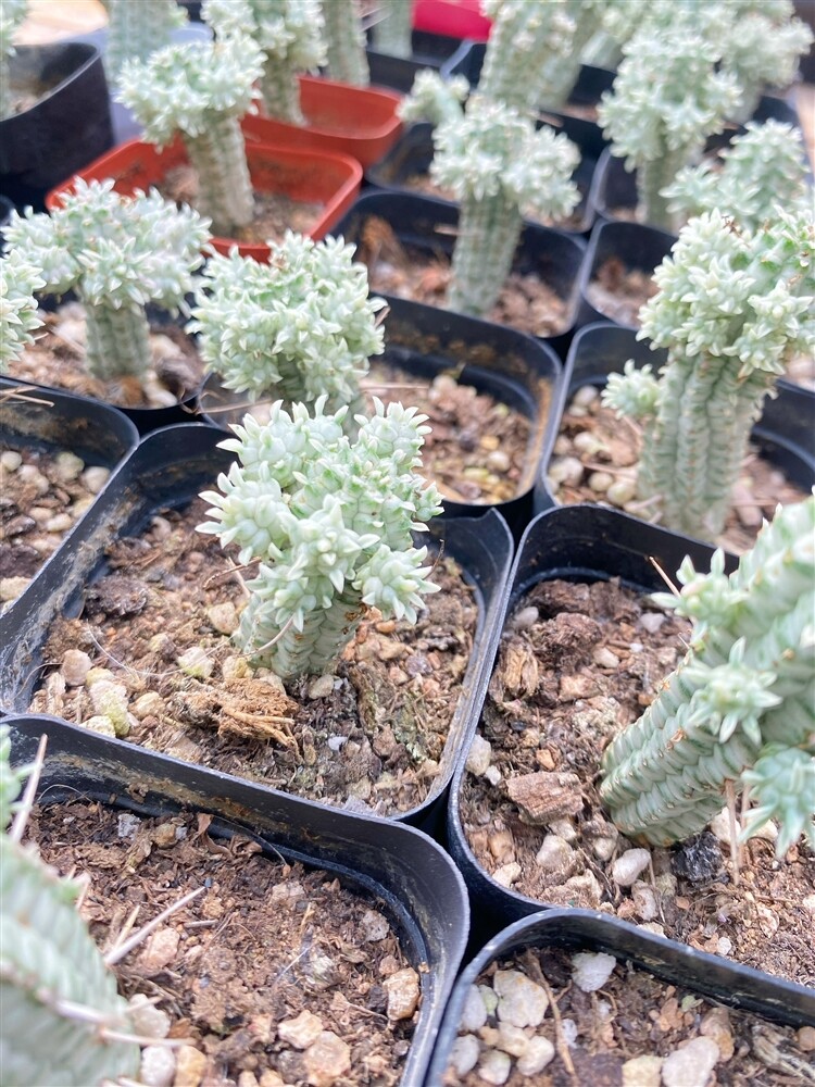 5cm Seedling Cactus Live Plants Euphorbia mammillaris Variegata Beautiful Cactus Garden Cactus