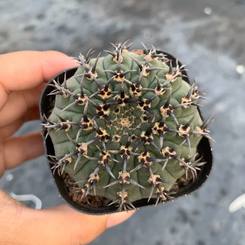 5-6cm 1PCS Cactus Live Plants Gymnocalycium Bodenbenderianum Beautiful Garden Rare Planting