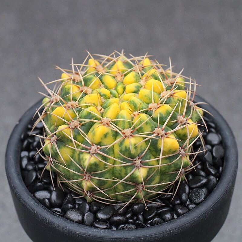 7CM 1PCS Cactus Live Plants Mammillaria Variegated Beautiful Garden Cactus