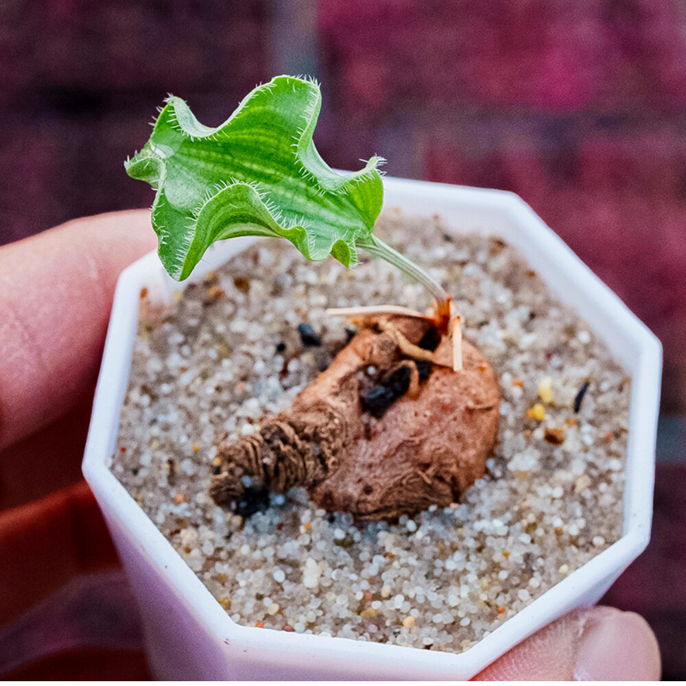 2cm 1PCS Seedling Cactus Live Plants Eriospermum Undulatum Garden Rare Root Tuber Cactus