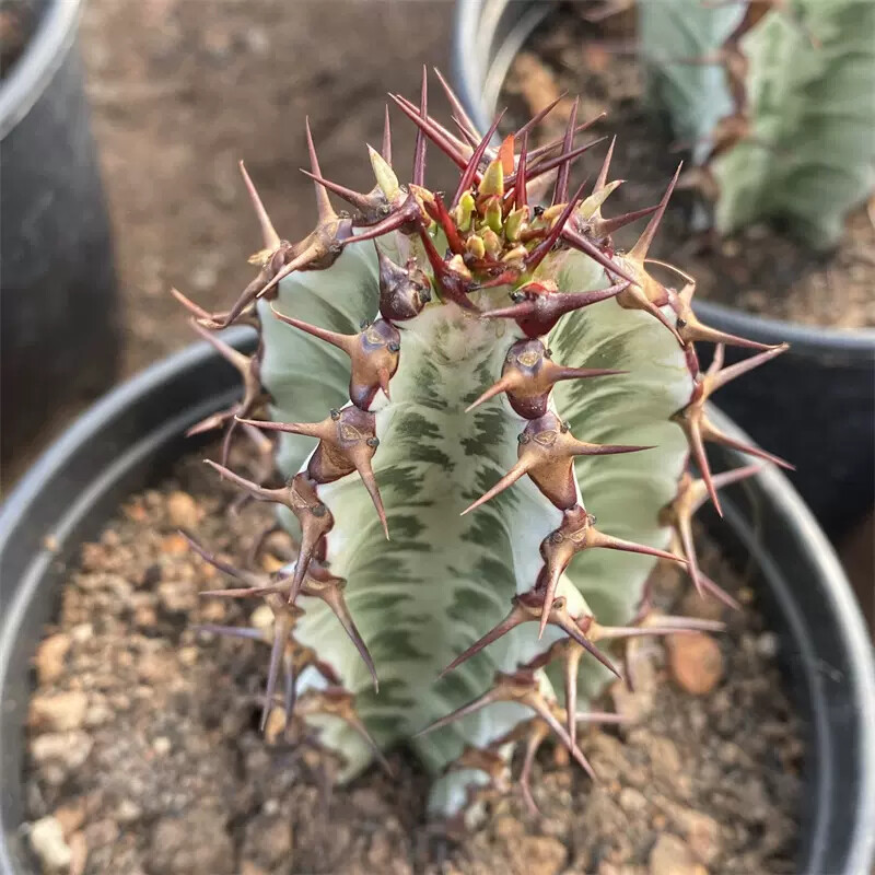 8cm Cactus Live Plants Euphorbia Horrida Garden Cactus Rare Beautiful Cactus