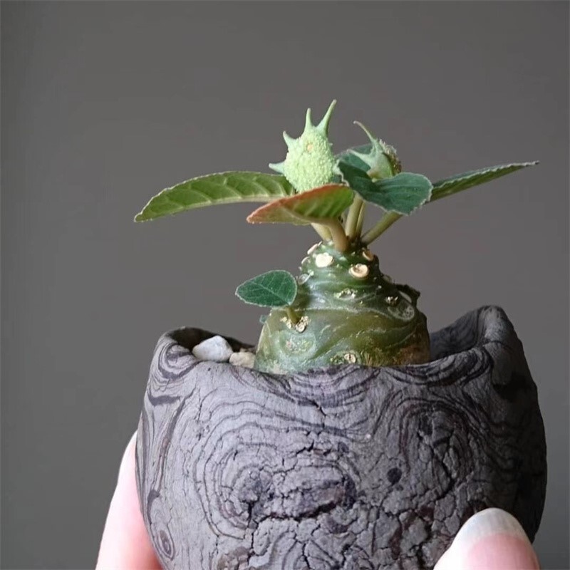 3-5cm Mini Cactus Live Plants Dorstenia Crispa Beautiful Plants Root Tuber Rare Garden