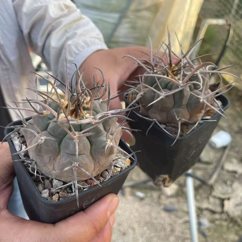 5cm 1PCS Cactus Live Plants Gymnocalycium Mazanense Beautiful Garden Rare Planting