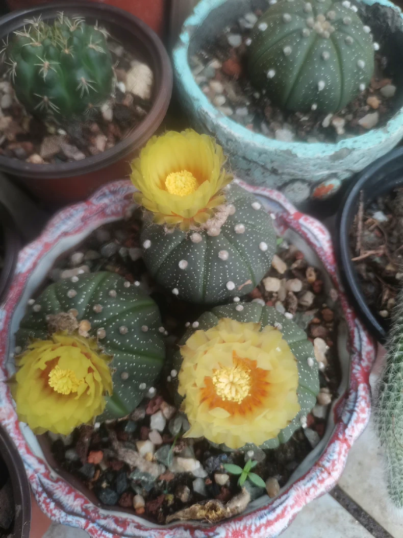 3PCS 3cm Cactus Live Plants Astrophytum asterias Variegated Beautiful Rare Garden