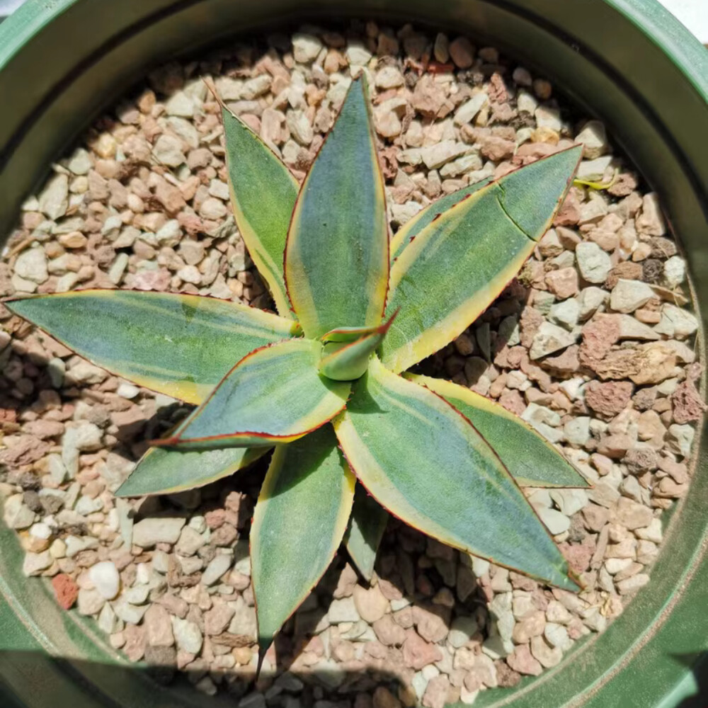 7cm 1PCS Seedling Cactus Live Plants Agave 'burntburgundy' Variegated Garden Beautiful Cactus