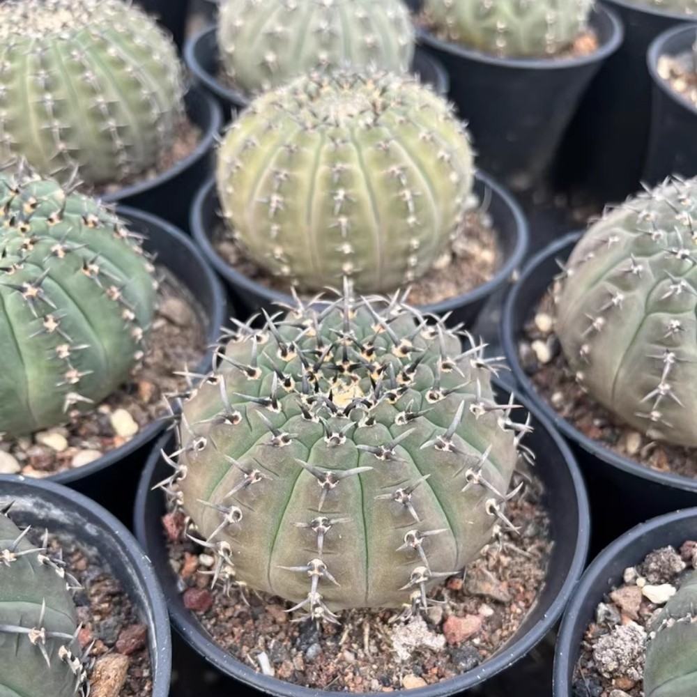 5-6cm 1PCS Cactus Live Plants Gymnocalycium Bodenbenderianum Beautiful Garden Rare Planting