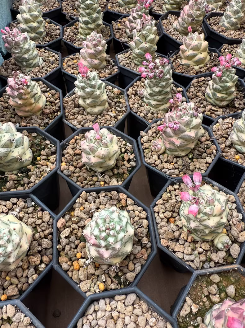 3cm Cactus Live Plants Monadenium ritchiei white var garden garden Beautiful Cactus