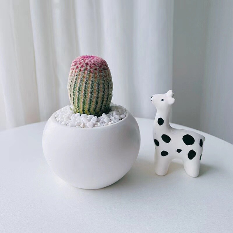 6cm 3PCS Cactus Live Plants Echinocereus Rigidissimus Rubispinus Beautiful Rare Garden Cactus