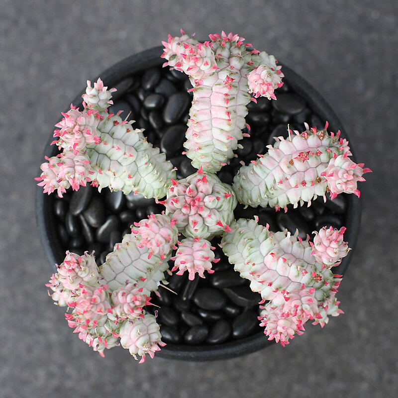 5cm Seedling Cactus Live Plants Euphorbia mammillaris Variegata Beautiful Cactus Garden Cactus