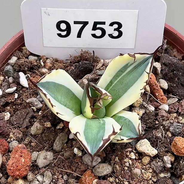 5-7cm 1PCS Seedling Agave Titanota Snaggletooth Variegated Garden Rare Cactus Beautiful Cactus