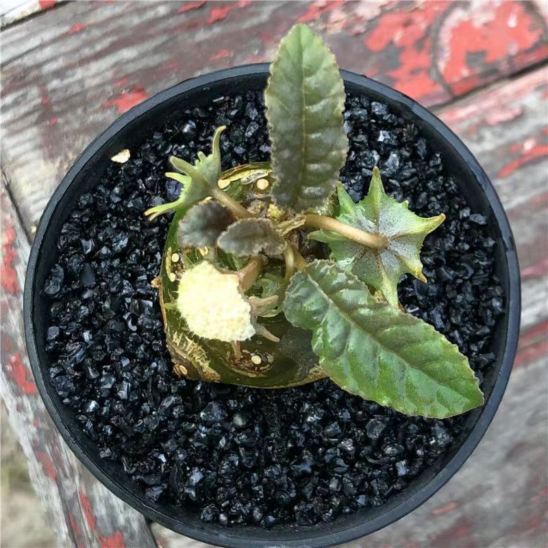 3-5cm Mini Cactus Live Plants Dorstenia Crispa Beautiful Plants Root Tuber Rare Garden