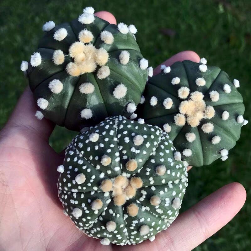 3PCS 3cm Cactus Live Plants Astrophytum asterias Variegated Beautiful Rare Garden