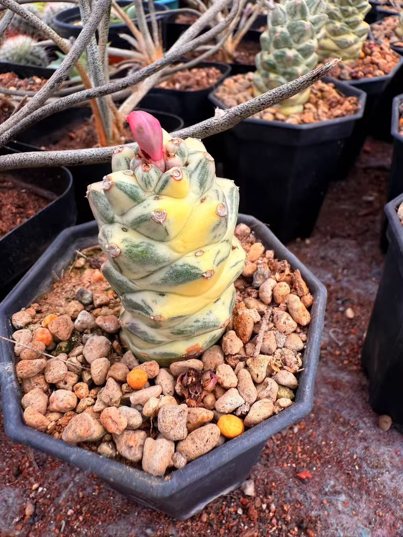 3cm Cactus Live Plants Monadenium ritchiei white var garden garden Beautiful Cactus