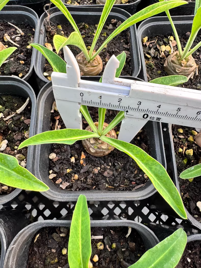 2.5cm Seedling Cactus Live Plants Euphorbia Bupleurifolia Rare garden Cactus