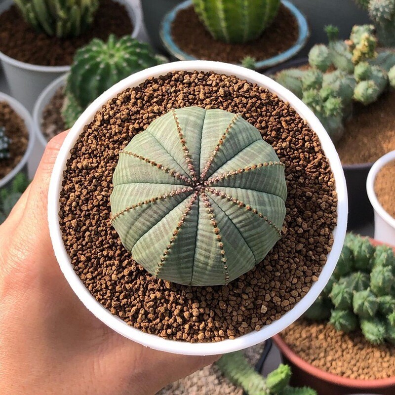 2.5cm Seedling Cactus Live Plants Euphorbia Obesa Beautiful Garden Cactus Plant