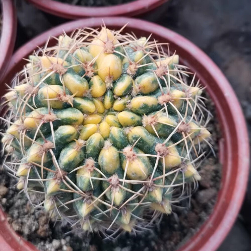 7CM 1PCS Cactus Live Plants Mammillaria Variegated Beautiful Garden Cactus