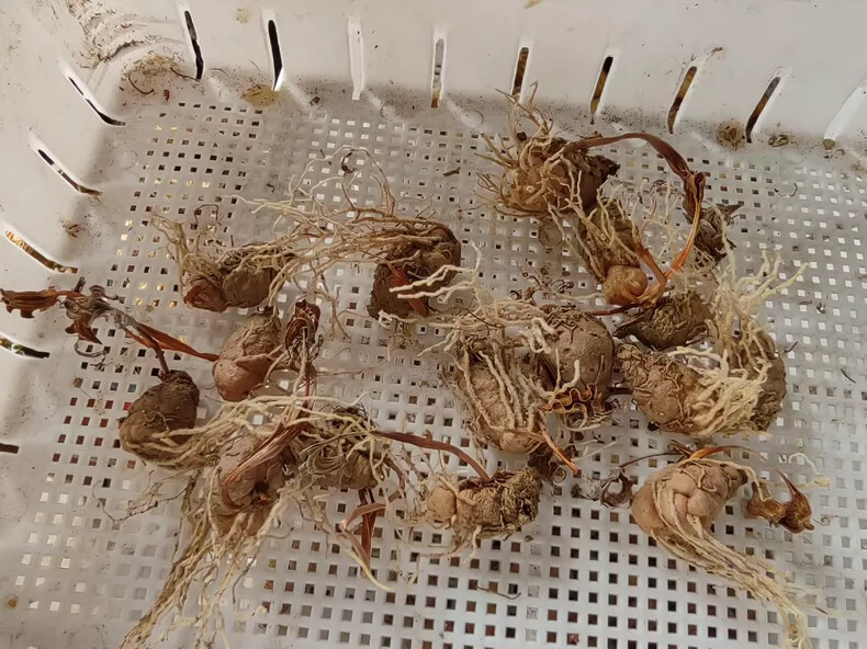 2cm 1PCS Seedling Cactus Live Plants Eriospermum Undulatum Garden Rare Root Tuber Cactus