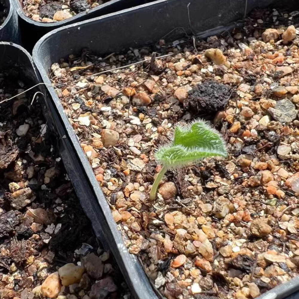 2cm 1PCS Seedling Cactus Live Plants Eriospermum Undulatum Garden Rare Root Tuber Cactus