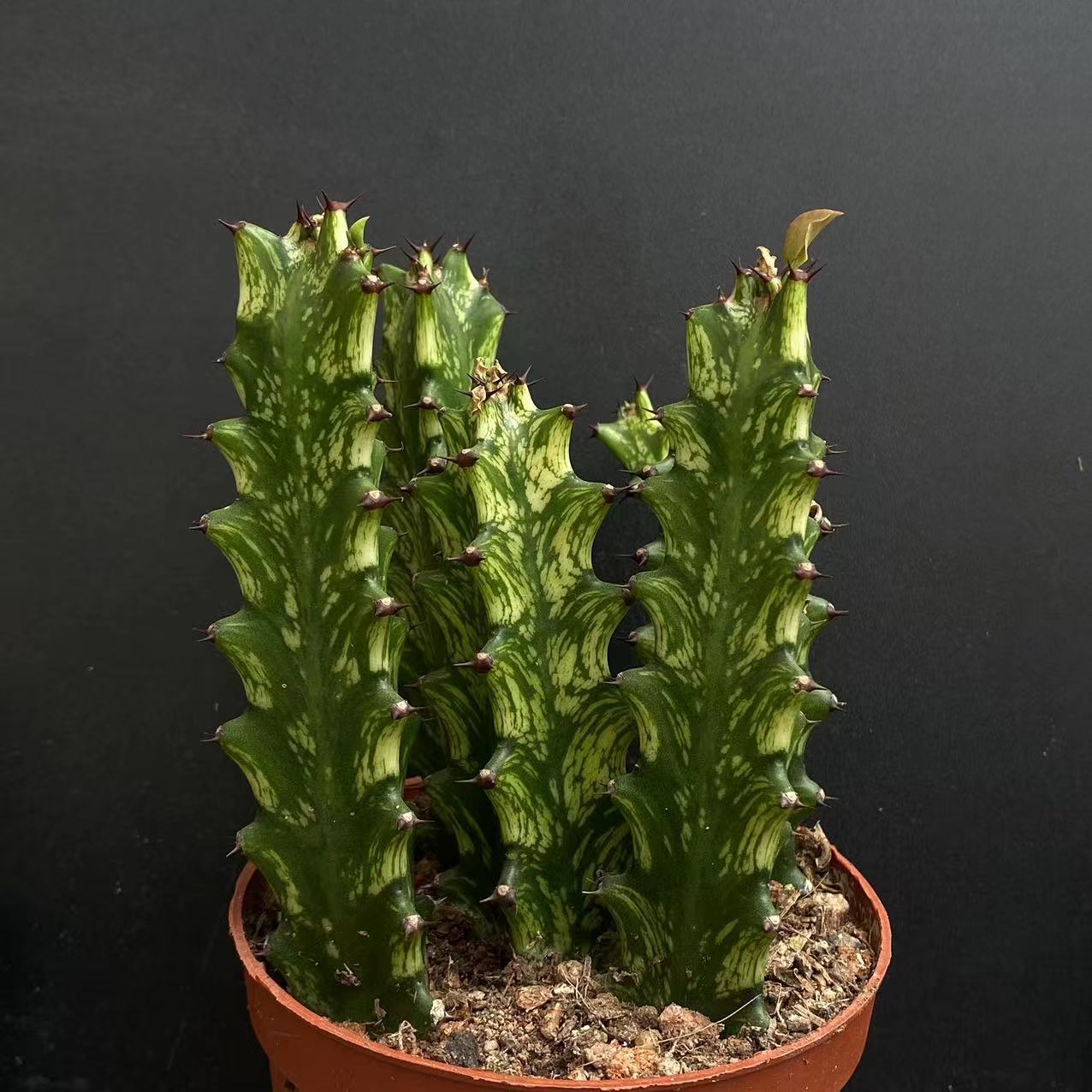 8cm Seedling Catus Live Plants Euphorbia Trigona Beautiful Cactus Garden Cactus
