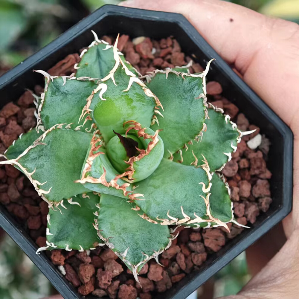 8cm 1PCS Seedling Cactus Live Plants Agave Titanota Filigree Garden Cactus Beautiful Cactus