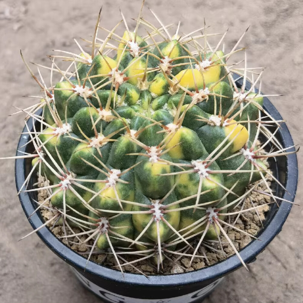 7CM 1PCS Cactus Live Plants Mammillaria Variegated Beautiful Garden Cactus
