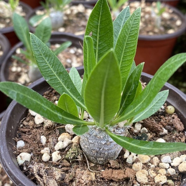 2cm 1PCS Seedling Cactus Live Plants Pachypodium Densiflorum X Brevicaule Beautiful Rare Garden