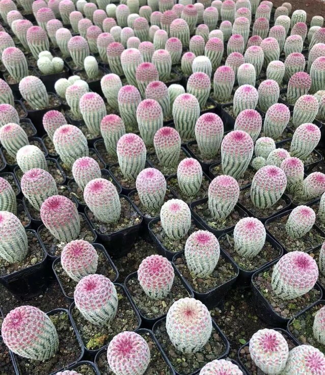 6cm 3PCS Cactus Live Plants Echinocereus Rigidissimus Rubispinus Beautiful Rare Garden Cactus