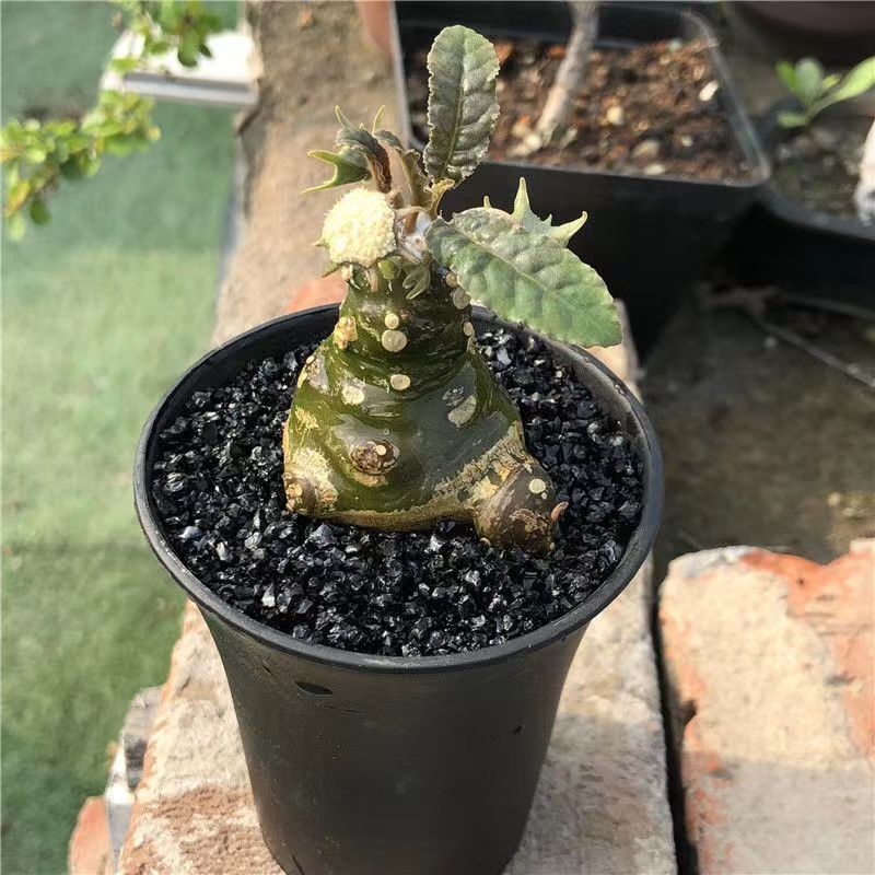 3-5cm Mini Cactus Live Plants Dorstenia Crispa Beautiful Plants Root Tuber Rare Garden