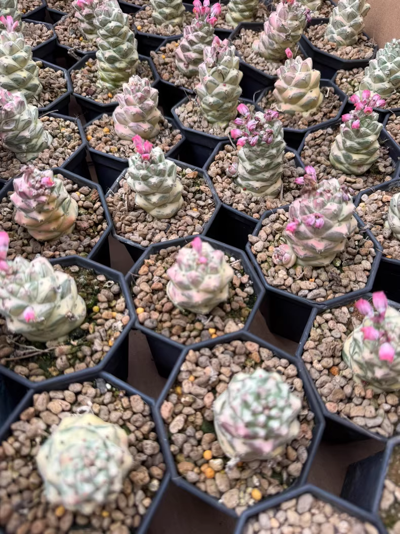 3cm Cactus Live Plants Monadenium ritchiei white var garden garden Beautiful Cactus